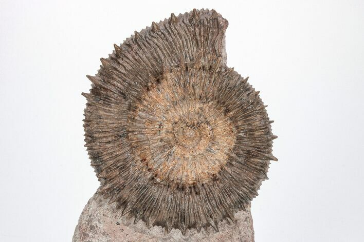 Toarcian Spiny Ammonite (Porpoceras) Fossil - France #211930